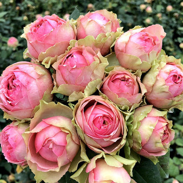 Rose Plant "Pitahaya” | 火龙果