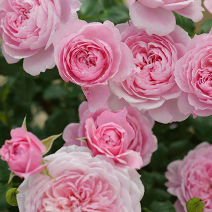 Rose Plant "Fée Clochette” | 铃之妖精