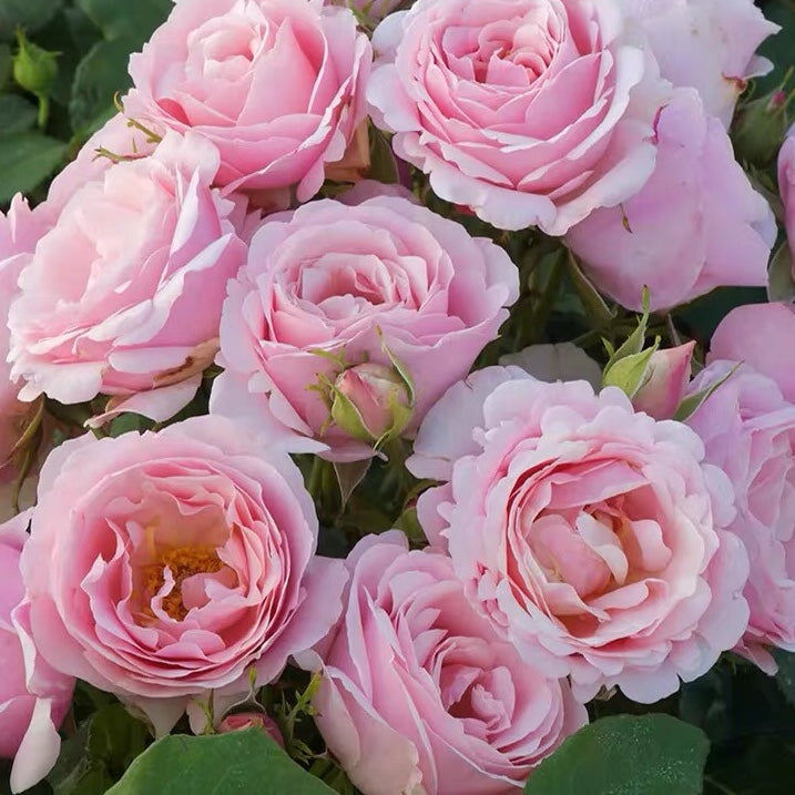 Rose Plant "Billet Doux” | 情书