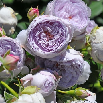 Rose Plant "Lapis Lazuli” | 青金石 ラピスラズリ