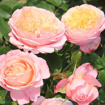 Rose Plant "Domaine de Chantilly” | 香缇别苑, 玫瑰香橙