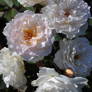Rose Plant "Classic Tutu” | 古典舞裙 クラシックチュチュ