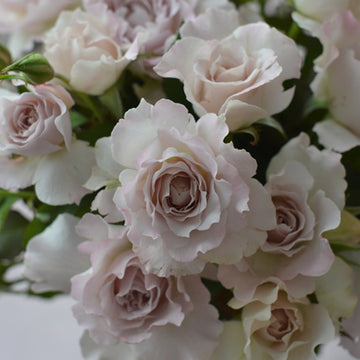 Rose Plant "Saphiret” | 莎菲天使，青云 サフィレット
