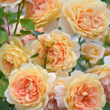 Rose Plant "La Belle Peau” | 美丽肌肤, 美颜, 闪亮精灵 ラ・ベル・ポー