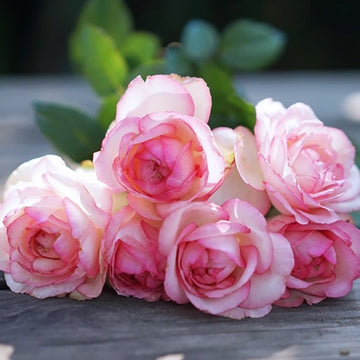 Rose Plant 'La Rose Optimiste' | 乐天派 オプティミストの