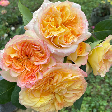 Rose Plant "Henri Delbard” | 亨利戴尔巴德, 橘子酱