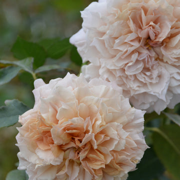 Rose Plant "Le Sablier” | 砂时计, 沙漏 ルサブリエ