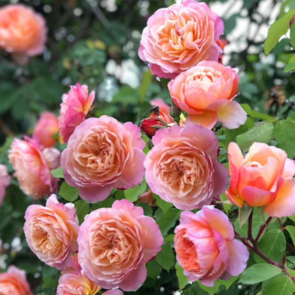 Rose Plant "Rosomane Janon” | 罗曼尼詹森