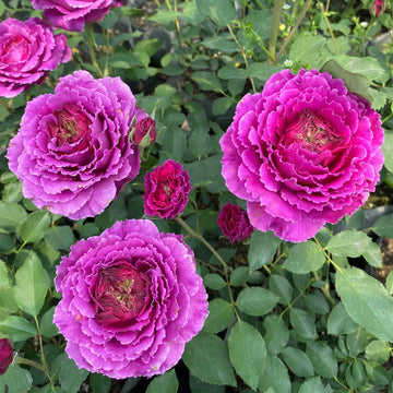 Rose Plant "Ramukan” | 草药 ラムカン