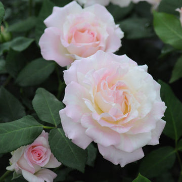 Rose Plant "Mille-Feuille” | 法式千层酥 ミルフィーユ