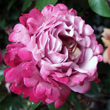 Rose Plant "Muriel Robin” | 光明知更鸟