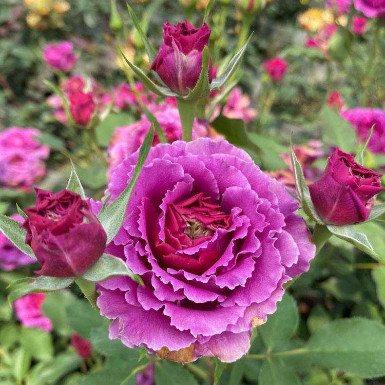 Rose Plant "Ramukan” | 草药 ラムカン