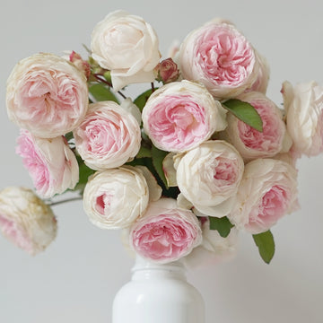 Rose Plant ‘Clotilde Soupert’ | 粉妆楼, 玉玲珑