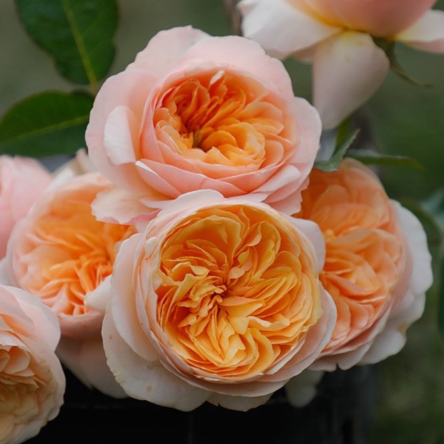 JULIET ROSE Salah 1 tanaman termahal di dunia  Juliet rose, Planting roses,  Beautiful rose flowers