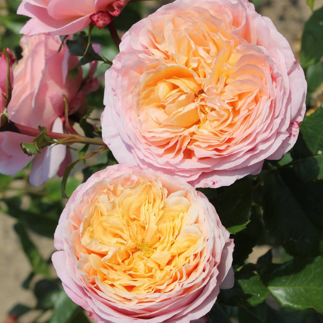 Rose Plant "Domaine de Chantilly” | 香缇别苑, 玫瑰香橙