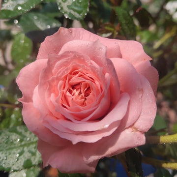 Rose Plant "Salmon Terrazza” | 三文鱼阳台