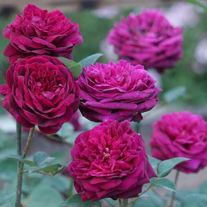 Rose Plant "Royal Palace” | 皇宫 ロワイヤル