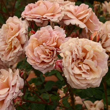 Rose Plant "Utsusemi” | 空蝉 うつせみ