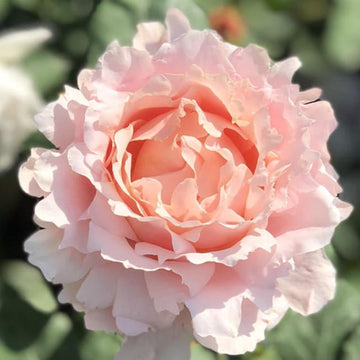 Rose Plant "Sophie Rochas” | 索菲罗莎