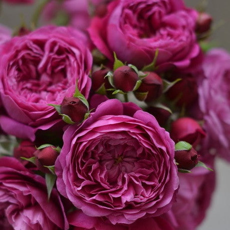 Rose Plant "Cartonnage” | 法式布盒 カルトナージュ