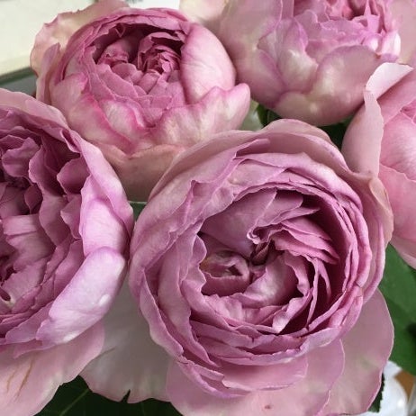 Rose Plant "Yves Leonor” | 伊芙蕾欧诺 レオノア