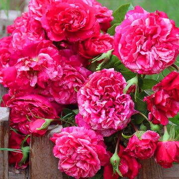 Rose Plant "Raspberry Cream Twirl” | 伊蕾莎斯特