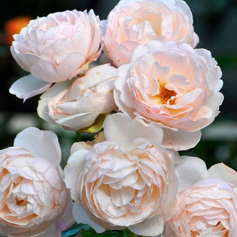 Rose Plant "Madame Figaro” | 费加罗夫人 マダムフィガロ
