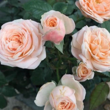 Rose Plant "Petit Four” | 四个丘比特 プチフール