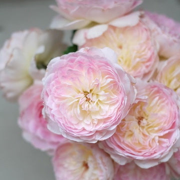 Rose Plant "Malines” | 梅克林花边, 马林纱 マリーヌ