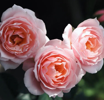 Rose Plant "Sonus Faber” | 世霸, 音工坊, 圣思法贝尔