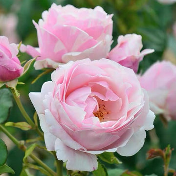 Rose Plant "Billet Doux” | 情书
