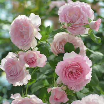 Rose Plant "Rien Rose” | 绊 リアン・ローズ