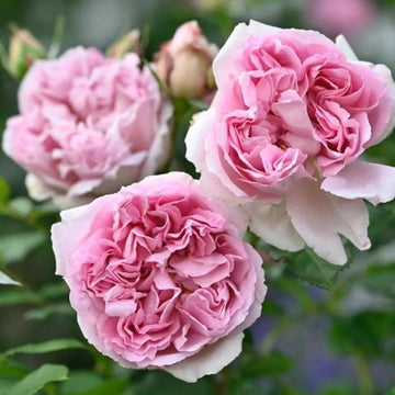 Rose Plant "Rose Antoinette” | 绝代艳后, 安托瓦内特玫瑰 ローズ・アントワネット