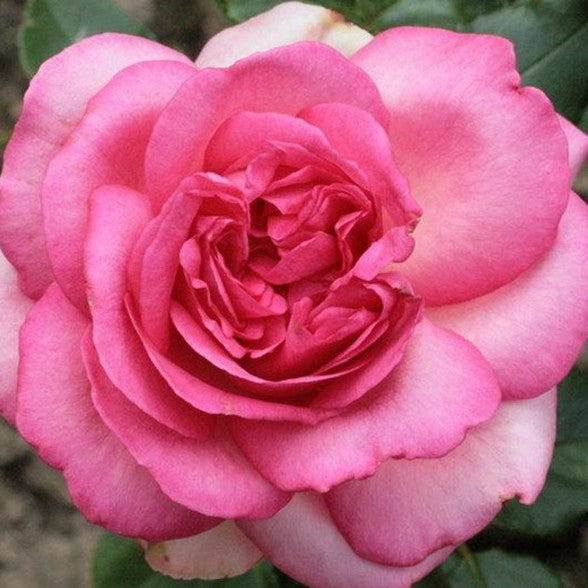 Rose Plant "Yves Waltz Dream” | 伊芙华尔兹之梦