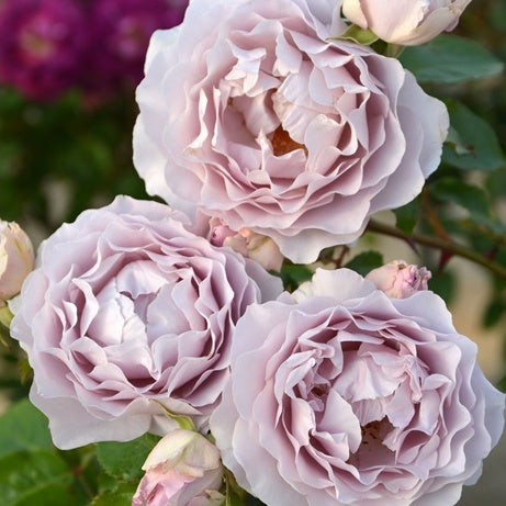 Rose Plant "Camille” | 卡米尔 カミーユ