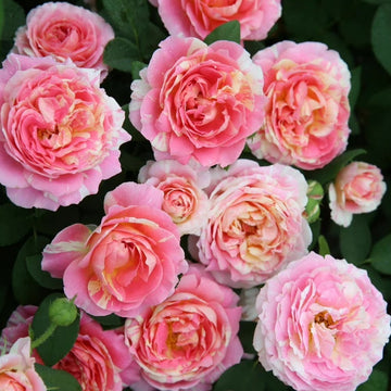 Rose Plant "Claude Monet” | 克劳德莫奈