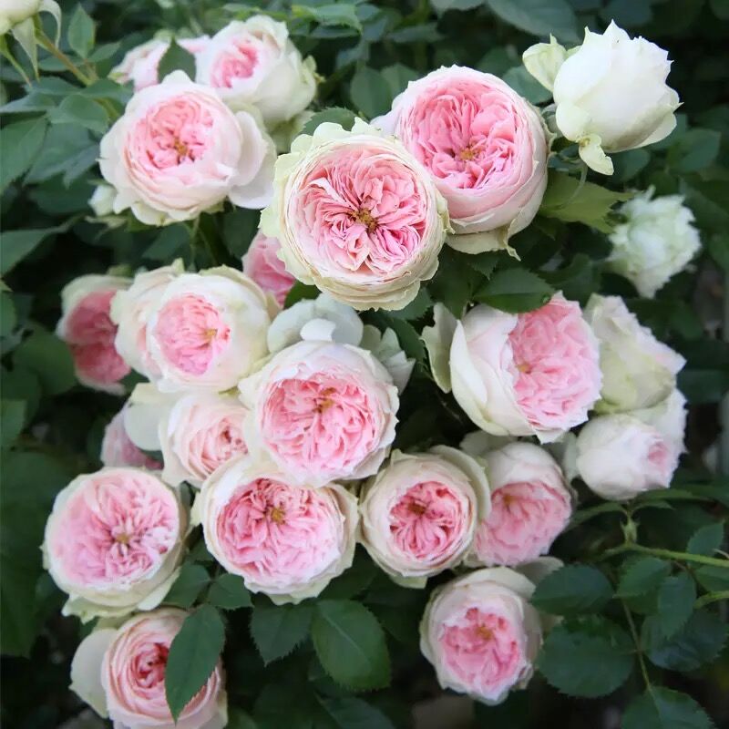 Rose Plant "Pompon Veranda” | 门廊绒球