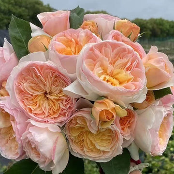 Rose Plant "Juliet” | 朱丽叶
