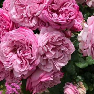 Rose Plant "'Rose Pompadour” | 庞巴度