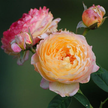 Rose Plant "Rosomane Janon” | 罗曼尼詹森