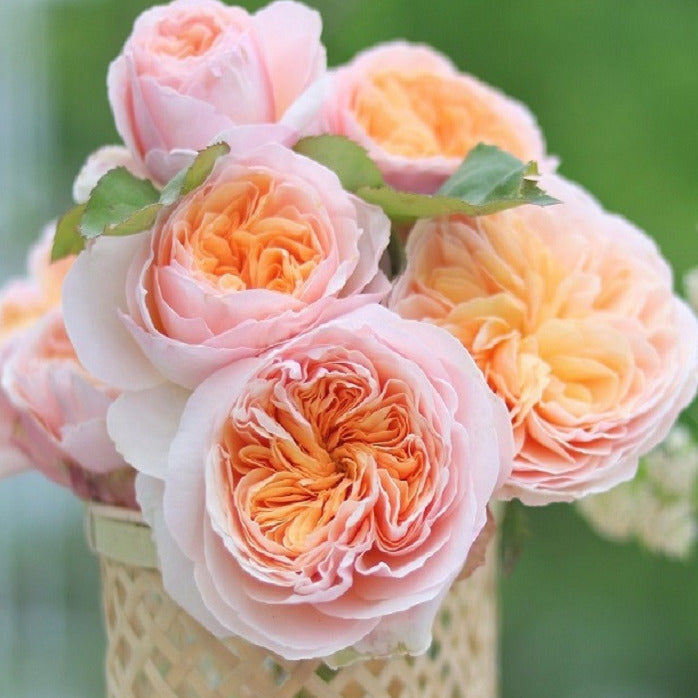 Rose Plant "Juliet” | 朱丽叶