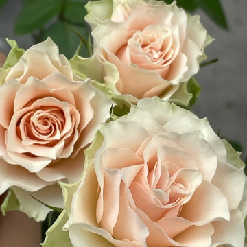 Rose Plant "Très Mignon” | 朵蕾 トレミヨンヌ