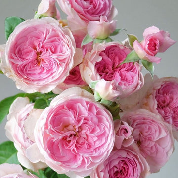 Rose Plant "Mon Coeur” | 我的心 モンクゥール