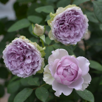 Rose Plant "Coffret” | 首饰盒, 珠宝盒 コフレ