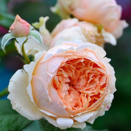 Rose Plant Masora”