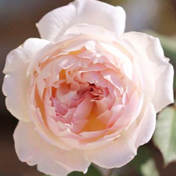 Rose Plant ‘Sucre’ | 砂糖, 苏克雷 シュクレ