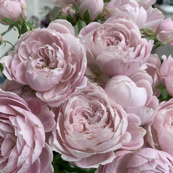 Rose Plant "Roselyne” | 罗斯琳, 罗斯利娜 ロズリーヌ