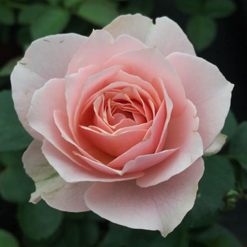 Rose Plant "Sonus Faber” | 世霸, 音工坊, 圣思法贝尔