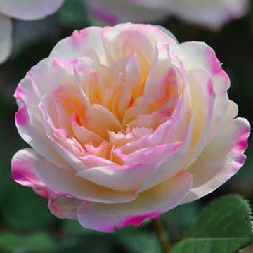 Rose Plant "Ninfa” | 女神 ニフフ