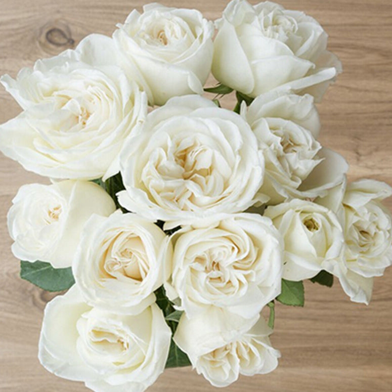 Rose Plant "Jeanne Moreau” | 珍妮莫罗
